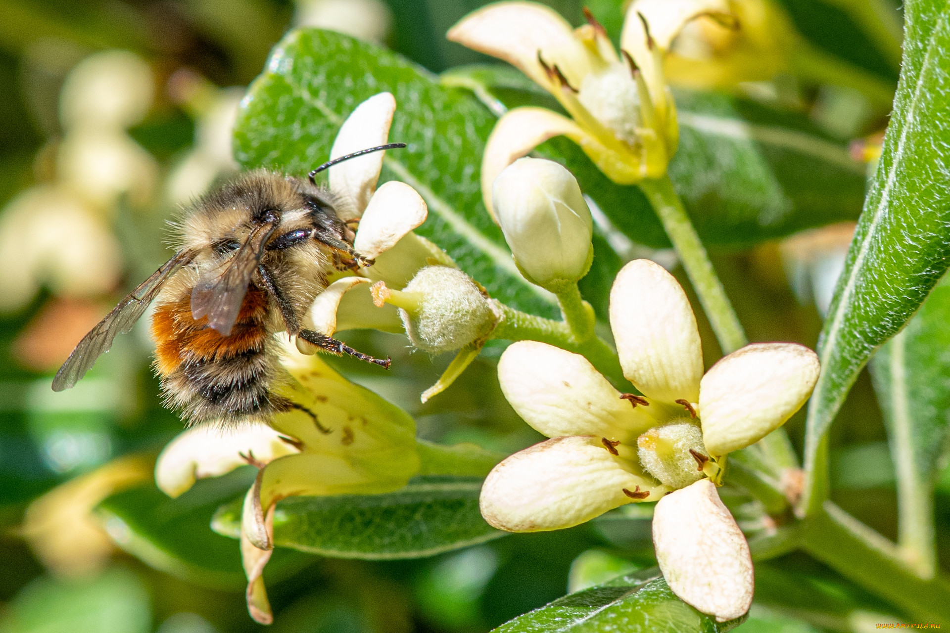 ��������, �����,  ���,  �����, �����